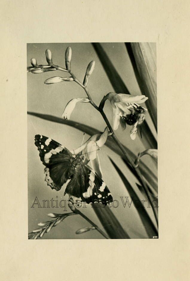 Butterfly on flower antique art photo