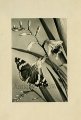 Butterfly on flower antique art photo
