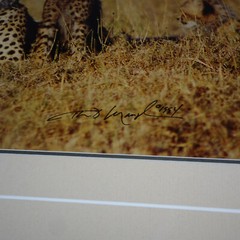 THOMAS MANGELSEN SIGNED 1994 SECRETS OF THE SAVANNAH LE 118/950 10X14 IMAGE FRM