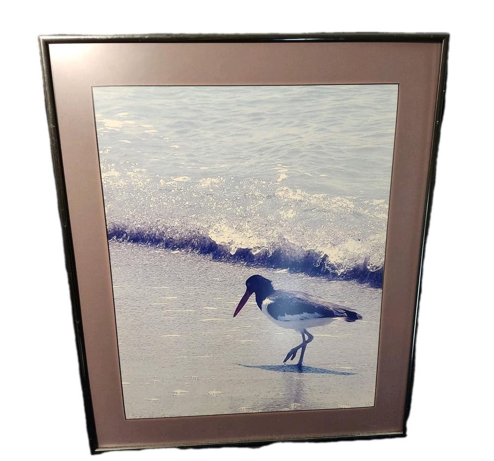 Framed Photo Of American Oystercatcher At Cayo Costa, Florida By Vince Radzik
