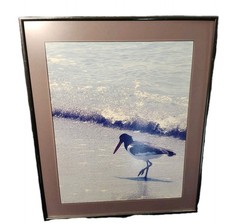 Framed Photo Of American Oystercatcher At Cayo Costa, Florida By Vince Radzik