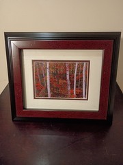 5-Piece Framed Timothy Wolcott Fine Art Photography Collection 4 Signed 1 Not
