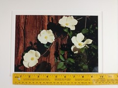 Signed Christine Loberg Dogwood Redwood Tree Photo Print Framed w/ Dedication