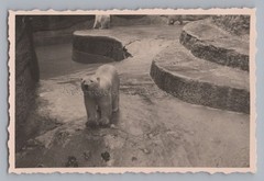 Munich 1940 – Zoo Polar Bear Enclosure – Old Photo