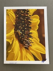 Agapostemon Clocking His Sunflower In, Minute #1- Contemporary Photograph