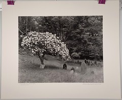 Large Format B&W Photo Chandler Hill Cemetery Colrain MA by Charles Fendrock