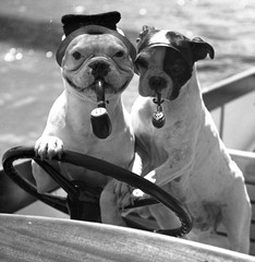 bulldogs w pipes, funny, unmarked fine art Photo negative, 1930’s by SZENDRŐ Ist