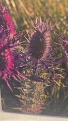 8 x 8 print, Nature, ThePurpleTea &Boutique presents, Stephenville, TX