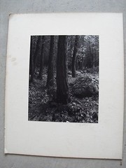 Vintage Signed David Lindquist Photograph Pines & Rocks Near Bridal Veil Creek