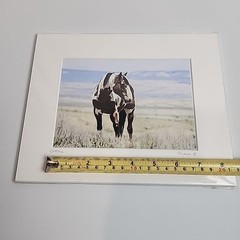 Horse Photograph Lot of 3 Equestrian Caroline Christie Signed Matted