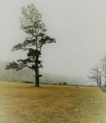 10×8 Print Original Photo Nature Landscape Tree Forest Wall Art Photography