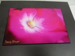 Signed Nature Floral Pink Flower Photo on Dura Plaq by Doug Blunt 8×10 (A13)