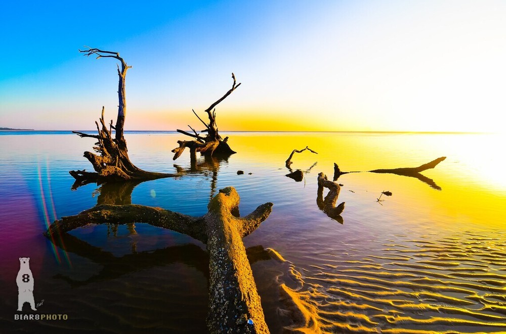 Driftwood Beach Décor Art Prints – Big Talbot Island, Boneyard Beach, Florida