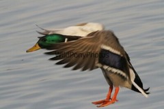 Mallard Duck Photo 1, Pick One Image – Various Sizes