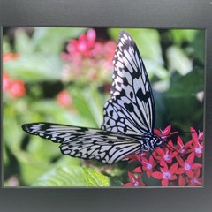 Matted Butterfly On Flowers Photo Print 11 X 14 Wall Art Gallery Decor