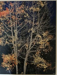 Rodney Lough Jr. «Silver Aspen» Limited Edition #83/500 French Cleat 26×22”