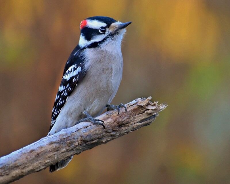 Art Photograph 8×10 Glossy Male Downy Woodpecker Bird Artist Signed
