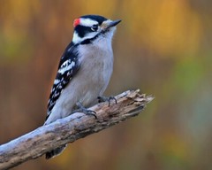Art Photograph 8×10 Glossy Male Downy Woodpecker Bird Artist Signed