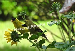 Matted Photography Couple of American Gold Finches Close Up, 8×10