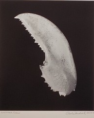 Stunning Large Format B&W Photograph «Lobster Claw» by Charles Fendrock Listed