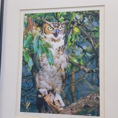 Framed Great Horned Owl Photograph By Anthony Hathaway Print #11-3 14×11