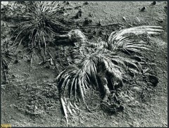 Larger size marked fine art Photograph,dead bird in the field, SUMMER, unusual