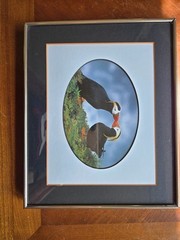 Picture of Puffins