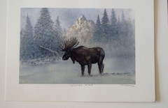 LOT of 3  – 8.25 x 11.5in MOOSE art prints, signed by George Wise 