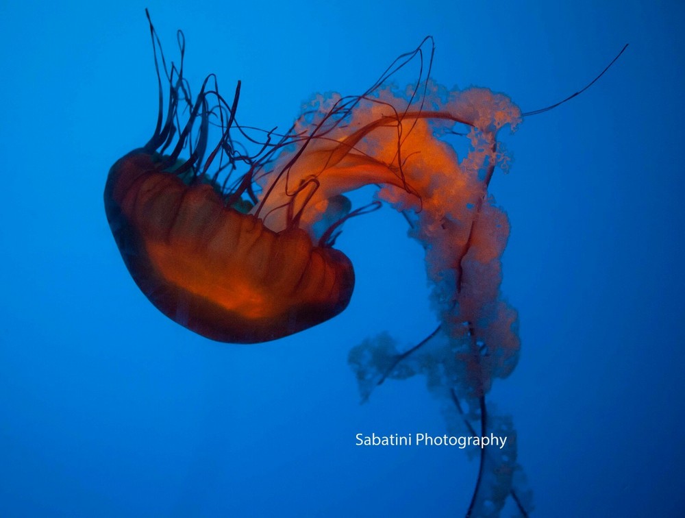 Jelly Fish Ballet 11 x 14 Print Metallic Paper