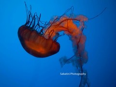 Jelly Fish Ballet 11 x 14 Print Metallic Paper