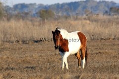 Assateague Island Nat’s Seashore Horse Photo 1, Pick One Image – Various Sizes