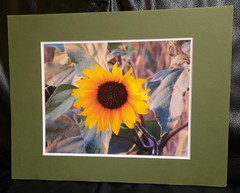 Matted Photograph: Sunflowers 2