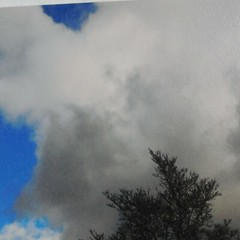 Storm Cloud Tree Foam Core Mounted Signed D Carlton Photograph Pacific NW Artist