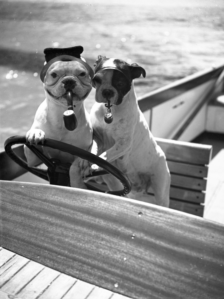 bulldogs w pipes, funny, unmarked fine art Photo negative, 1930’s by SZENDRŐ Ist