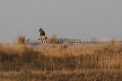 Short Eared Owl Photo, Pick One Image – Various Sizes