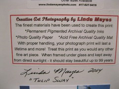 Linda Mayes 2004 Yellow Tulip Sway 6X9 matted 14X11 Creative Art Photography