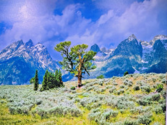Rodney Lough Jr «The Patriarch» Giclée Grand Teton National Park Wyoming