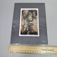 Ronnie Cardwell Courtyard Fountain Photograph Signed Print Louisiana Dreamy Palm