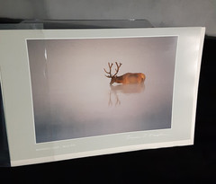 Thomas Mangelsen Images of Nature Photo Card Morning Light Bull Elk – 1986