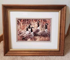 Thomas Mangelsen Canada Geese In Reeds Limited Edition Signed Numbered Print