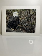 Double-Matted Photo of Eagle 14”x11”Signed by Avery Eden January 16 2013