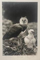 Rare 1975 ‘Harpy EAGLE Mother & Baby Fledgling’ in Nest NEIL RETTIG Photograph