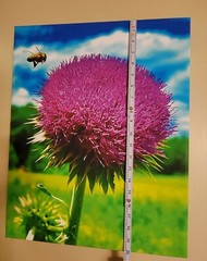 Canvas Photo Bee Landing on Wild Thistle, 16×20 Ltd Ed. Signed Gallery Wrapped