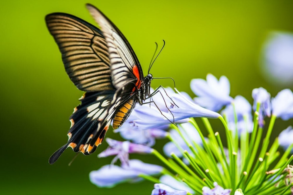 Digital Image Picture Photo Pic Wallpaper Beautiful Butterfly on Blue Flowers