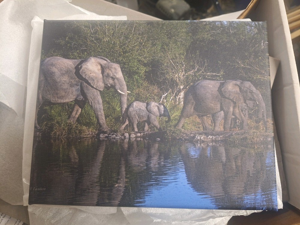 10×8 Inch Canvas Print Elephants In South Africa 20119