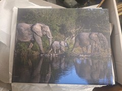 10×8 Inch Canvas Print Elephants In South Africa 20119