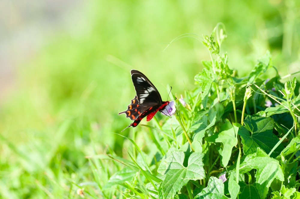 Digital Image Picture Photo Wallpaper Background Butterfly on Flower Nature