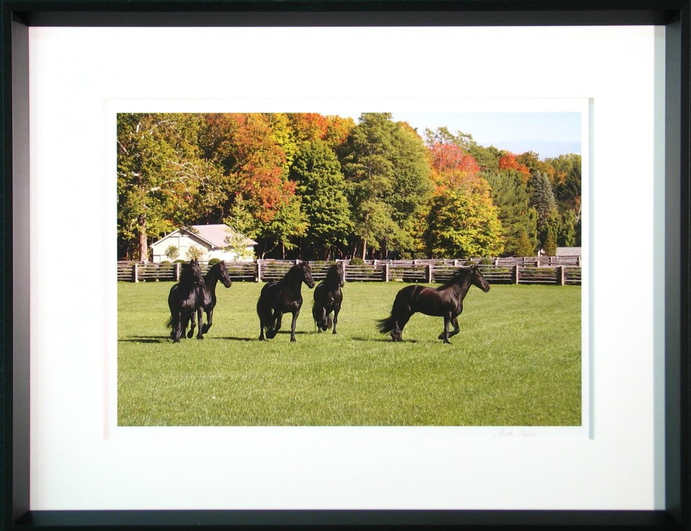 Martha Stewart matted FRAMED photo print NEW of her Friesian Horses In Paddock»