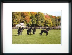 Martha Stewart matted FRAMED photo print NEW of her Friesian Horses In Paddock»