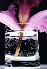Framed Modern Contemporary Photography Nathalie DARBELLAY Orchid Color